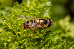 Epistrophe nitidicollis