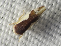 Norvellina pulchella
