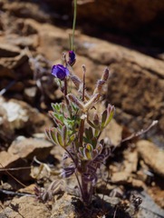 Lupinus spectabilis