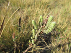Erica alopecurus