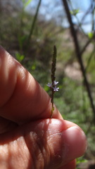 Verbena gracilescens