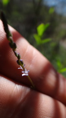 Verbena gracilescens
