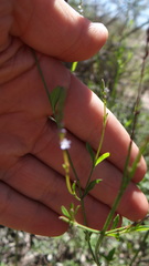Verbena gracilescens