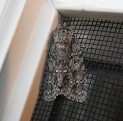 Acronicta impleta