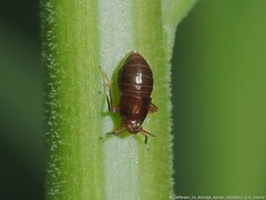 Pissonotus marginatus