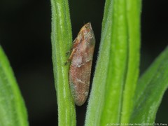 Aphrophora saratogensis