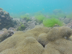 Palythoa caribaeorum