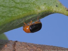 Cryptocephalus nanus