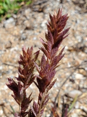 Eragrostis secundiflora