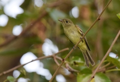 Empidonax flaviventris