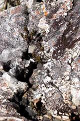 Sonderothamnus petraeus