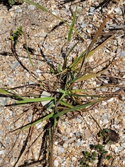 Eragrostis secundiflora
