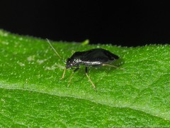 Slaterocoris
