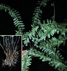 Asplenium claussenii