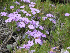 Phlox diffusa