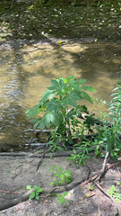 Ambrosia trifida