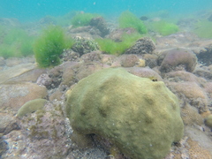 Palythoa caribaeorum