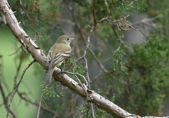Empidonax flaviventris