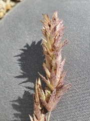 Eragrostis secundiflora