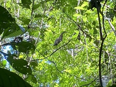 Tigrisoma mexicanum