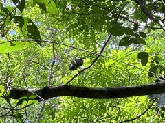 Tigrisoma mexicanum