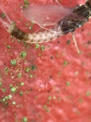 Centroptilum luteolum