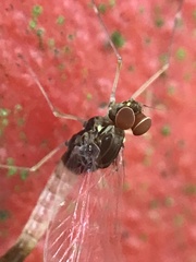 Centroptilum luteolum