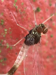 Centroptilum luteolum