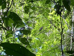 Tigrisoma mexicanum