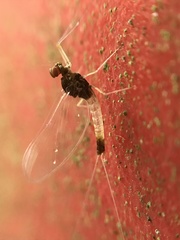 Centroptilum luteolum