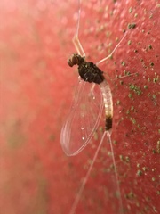 Centroptilum luteolum