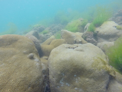 Palythoa caribaeorum