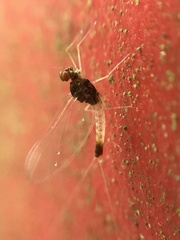 Centroptilum luteolum