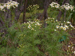 Gonospermum ferulaceum