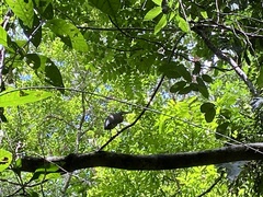 Tigrisoma mexicanum