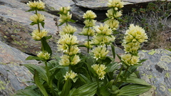 Gentiana burseri