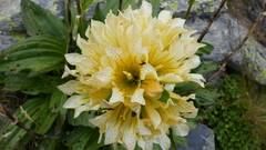 Gentiana burseri