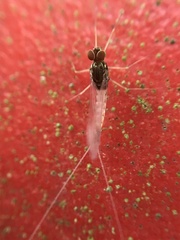 Centroptilum luteolum