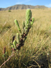 Erica alopecurus