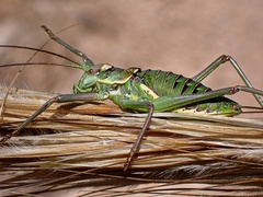 Parasteropleurus martorellii