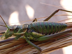 Parasteropleurus martorellii