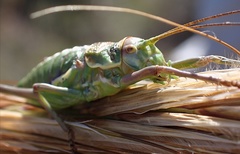 Parasteropleurus martorellii