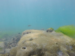 Palythoa caribaeorum