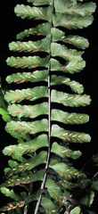 Asplenium claussenii