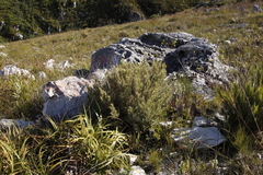 Grubbia tomentosa