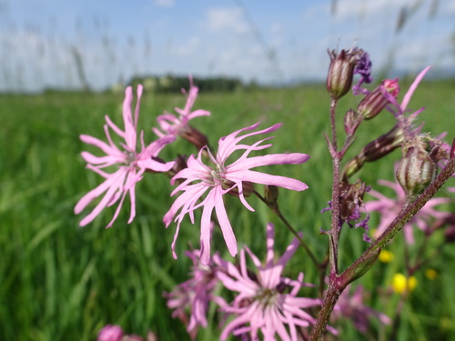 Silene flos-cuculi (Silene flos-cuculi)