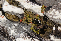 Sonderothamnus petraeus