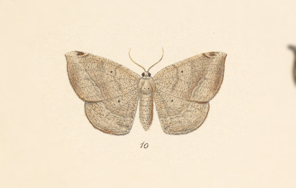 Cratoptera arvina