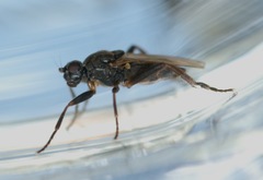 Sphaerocera curvipes