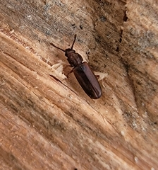 Pediacus